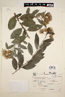 Dasyphyllum spinescens image
