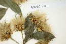 Dasyphyllum spinescens image