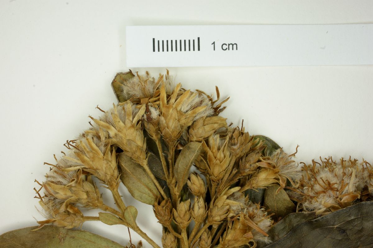 Dasyphyllum image