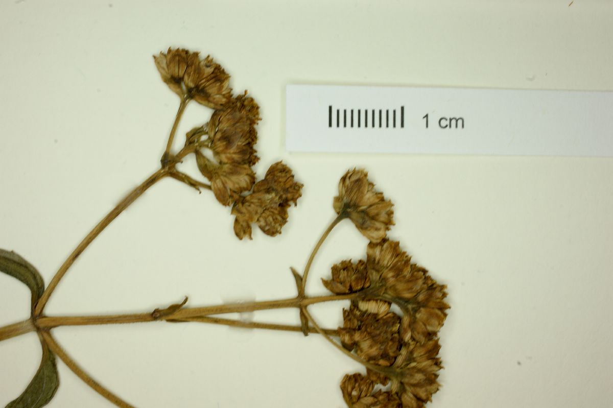 Desmanthodium hondurense image