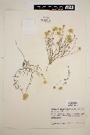 Dyssodia anthemidifolia image