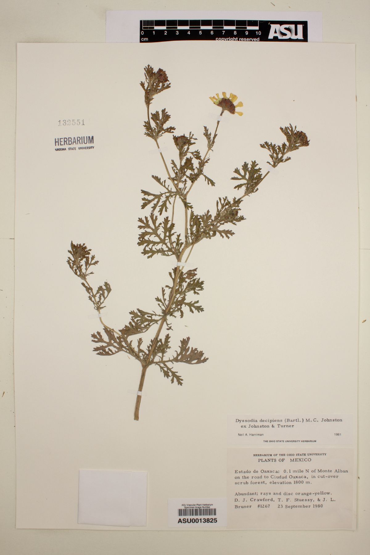 Dyssodia decipiens image