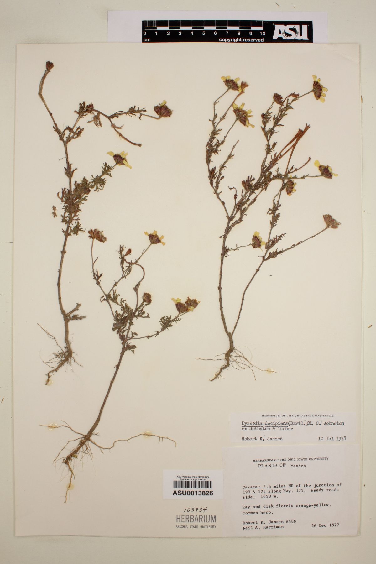 Dyssodia decipiens image