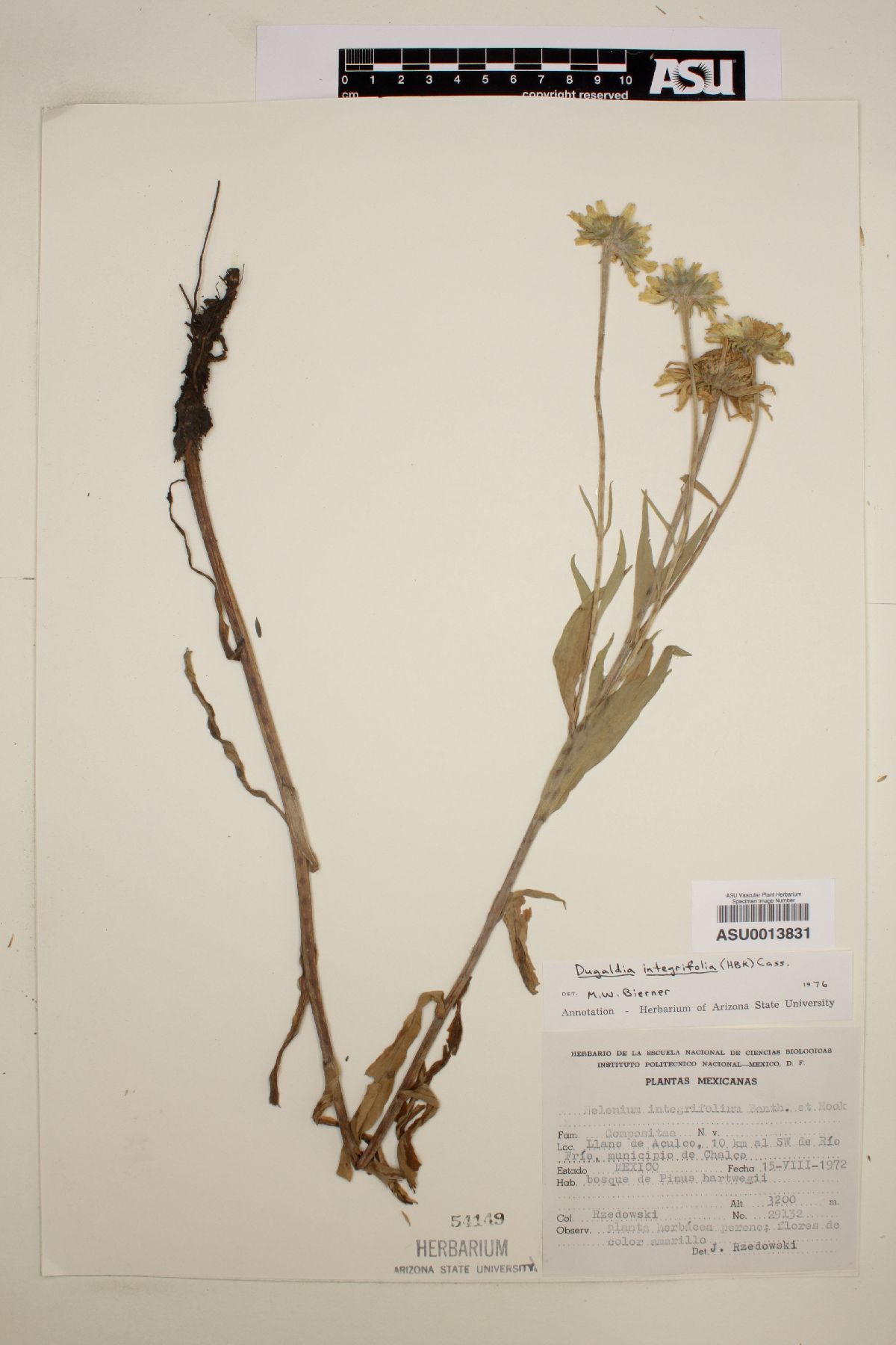 Dugaldia integrifolia image