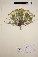 Thymophylla pentachaeta var. hartwegii image
