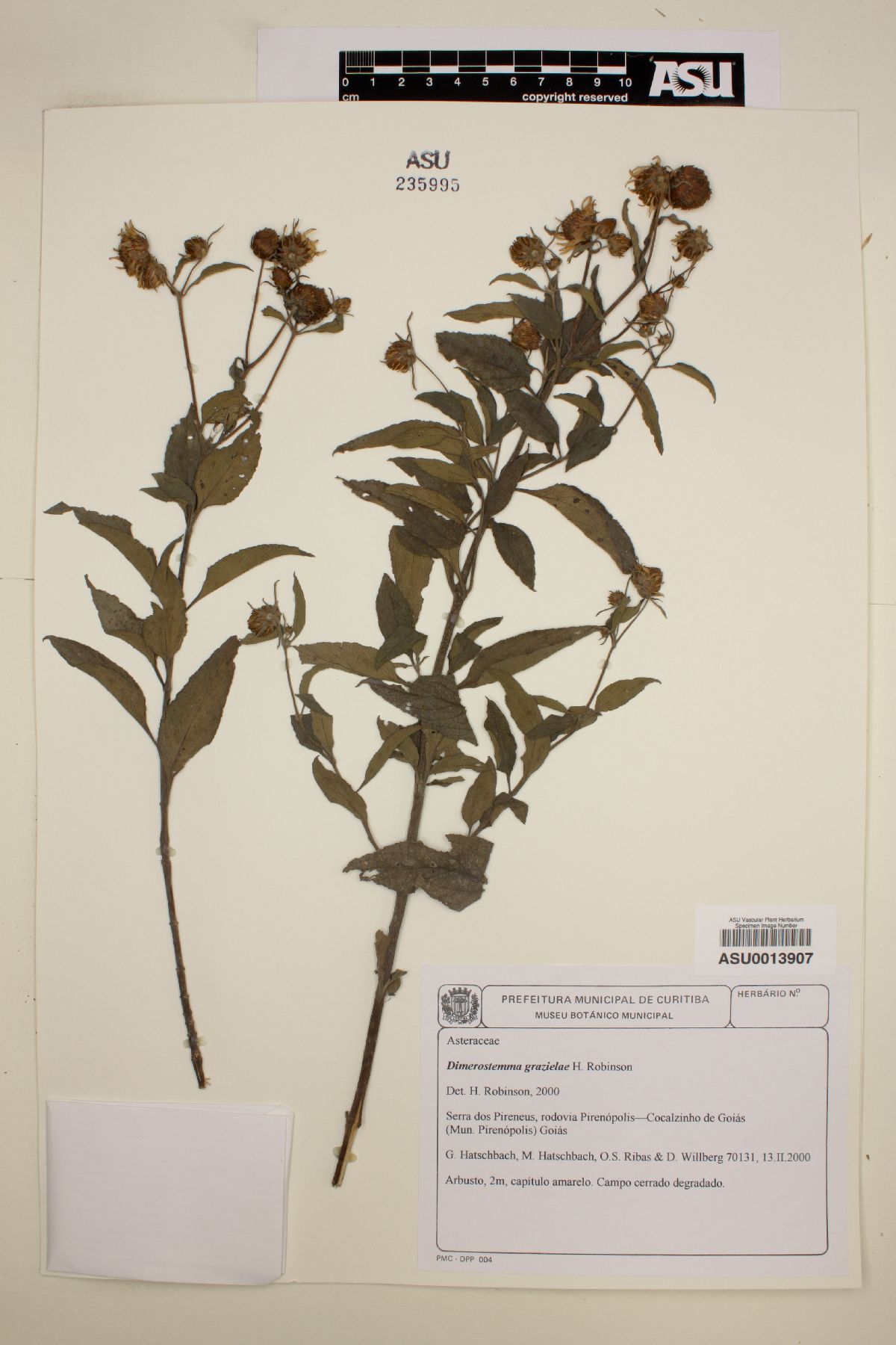Dimerostemma grazielae image
