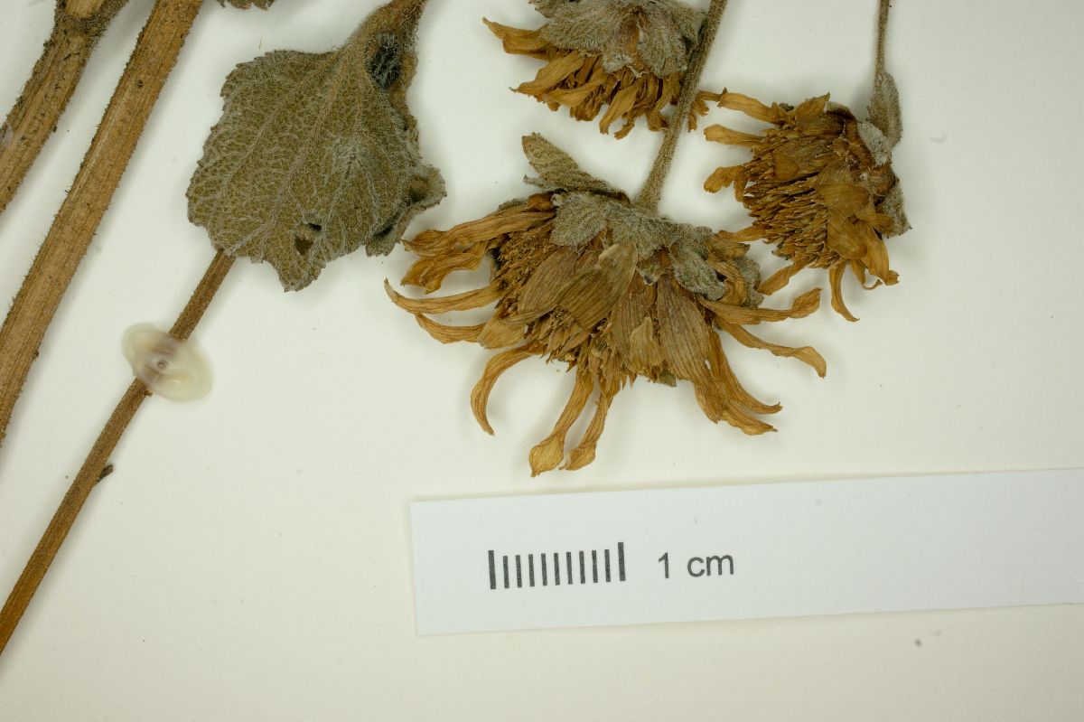Dimerostemma vestitum image