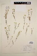 Dyssodia tenuifolia image
