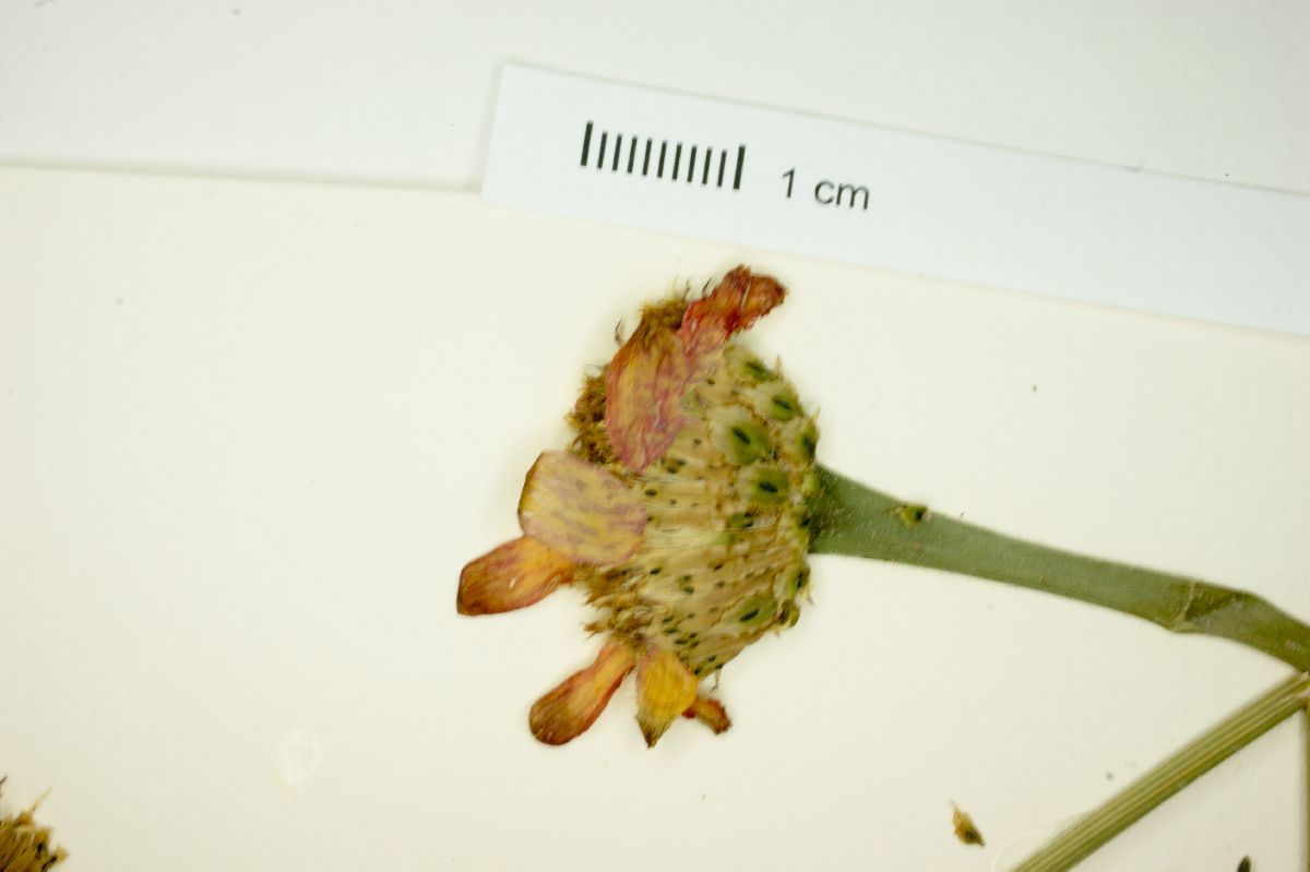 Dyssodia squamosa image