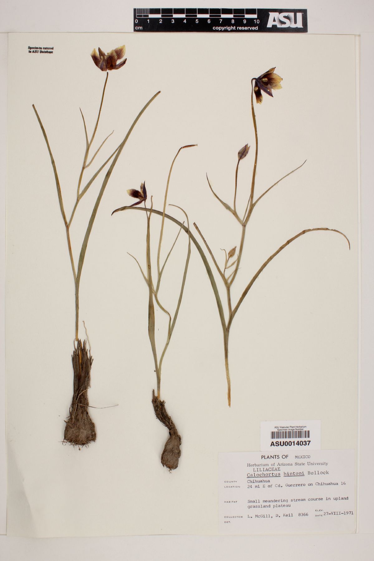 Calochortus hintoni image