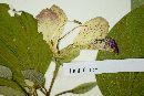 Bauhinia monandra image
