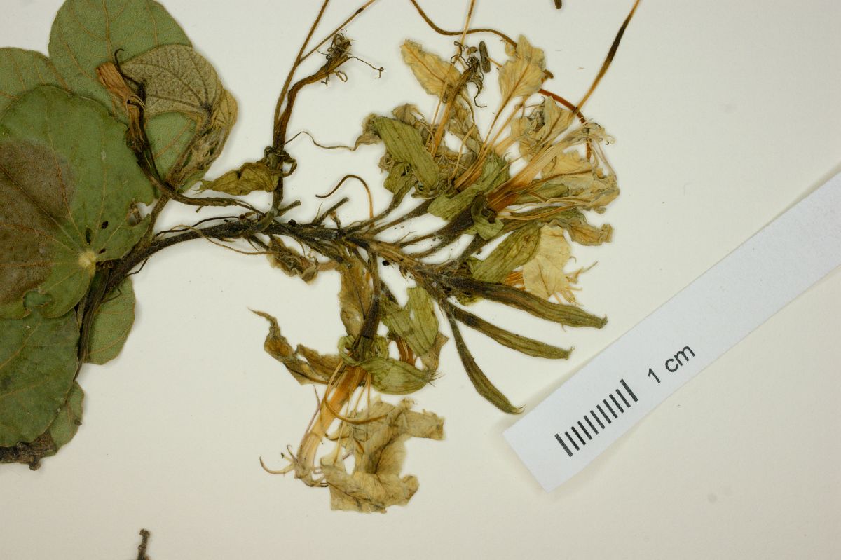 Bauhinia peninsularis image