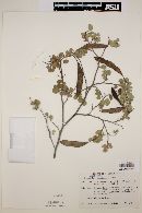 Bauhinia ramosissima image