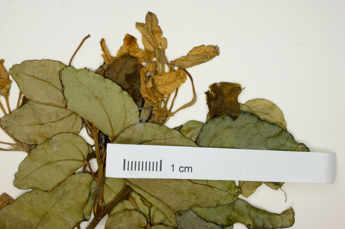 Bauhinia retifolia image