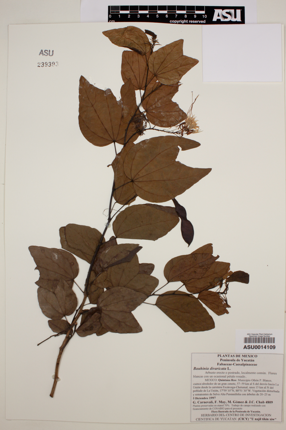 Bauhinia divaricata image