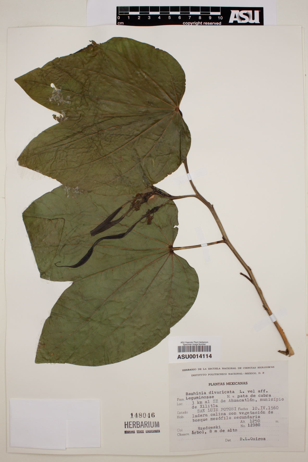 Bauhinia divaricata image