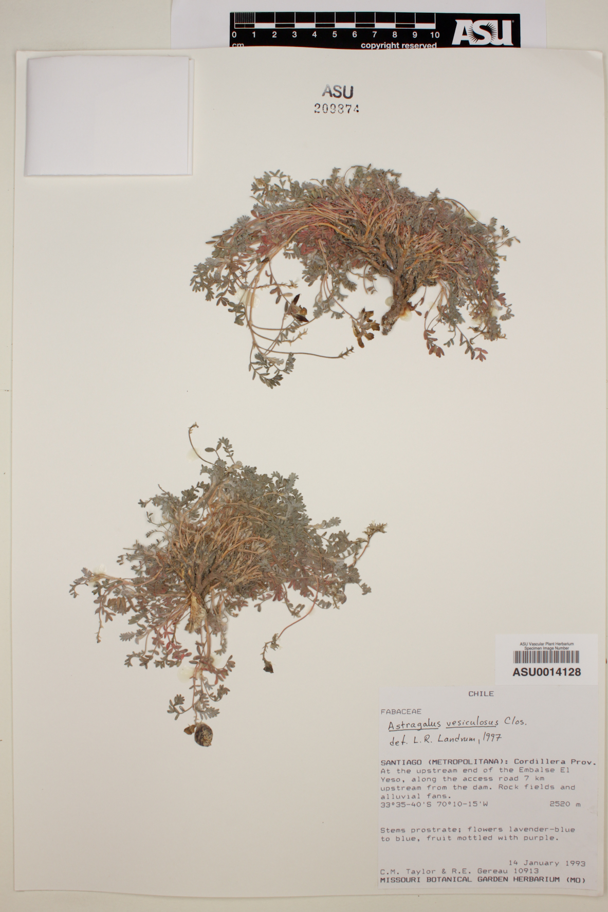 Astragalus arnottianus image