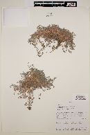 Astragalus arnottianus image