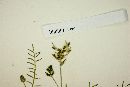 Astragalus parvus image