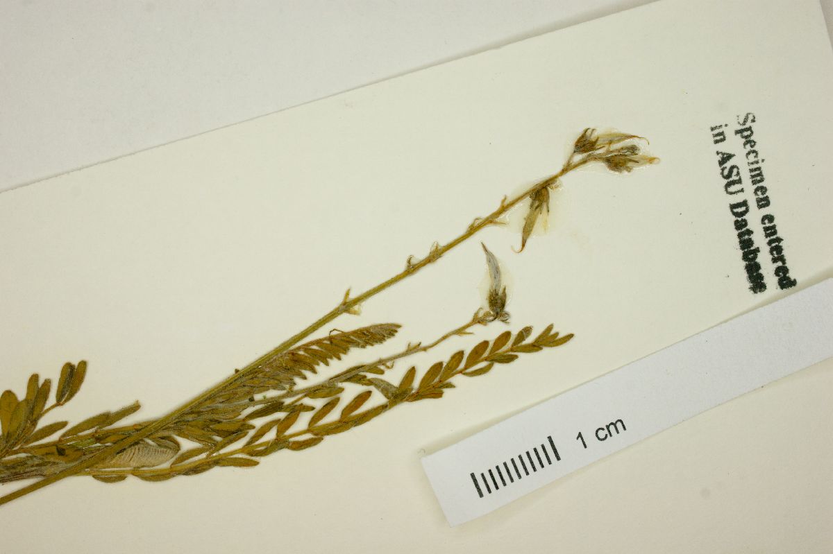 Astragalus pennellianus image