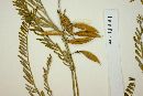 Astragalus pennellianus image