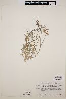 Astragalus pondii image