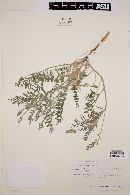 Astragalus pondii image