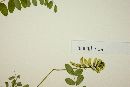 Astragalus radicans image