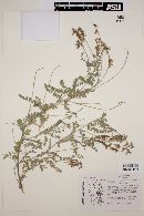 Image of Astragalus rupertii