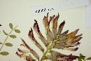 Astragalus sanguineus image