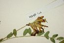 Astragalus sanguineus image