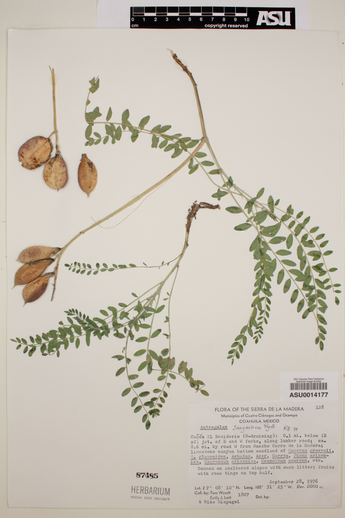 Astragalus sanguineus image