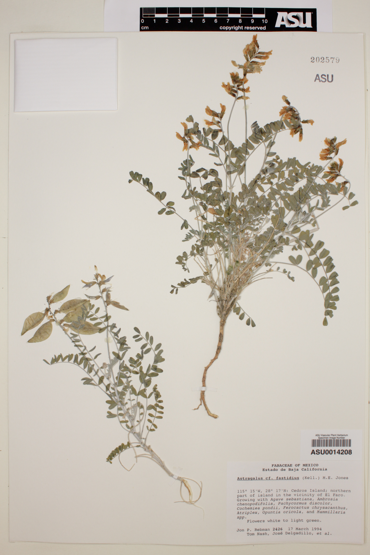 Astragalus fastidius image