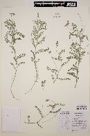 Astragalus greggii image