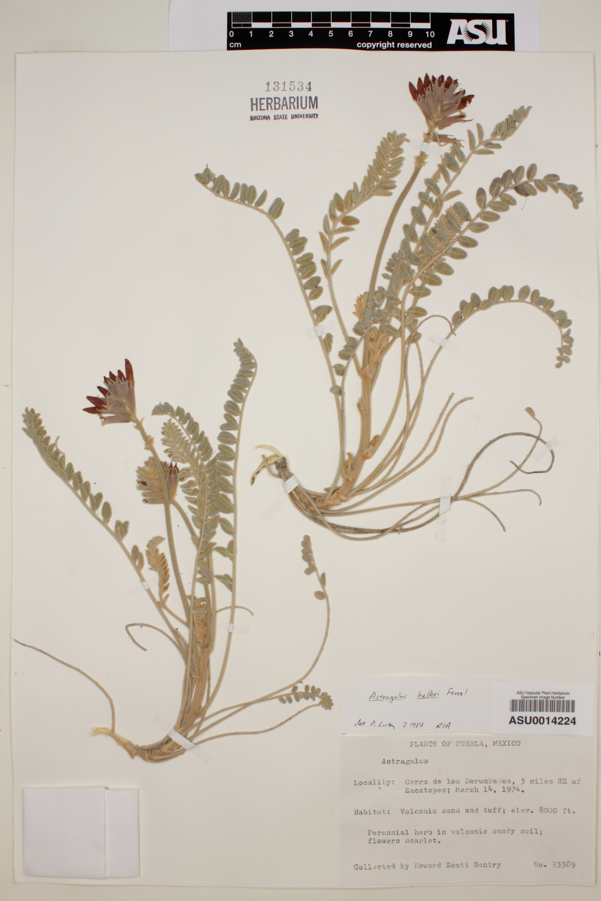 Astragalus helleri image