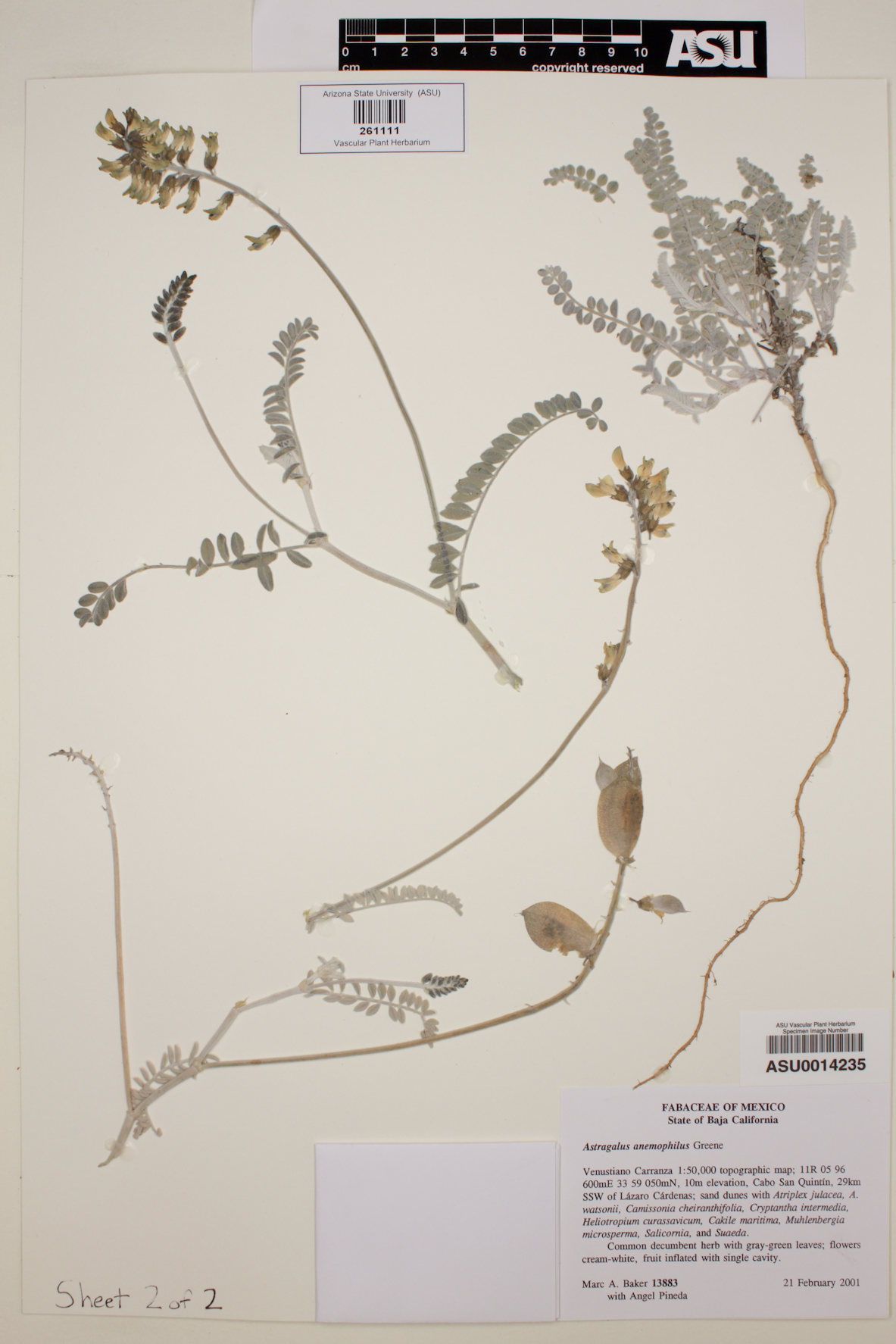 Astragalus anemophilus image