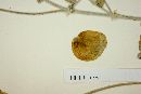 Astragalus anemophilus image