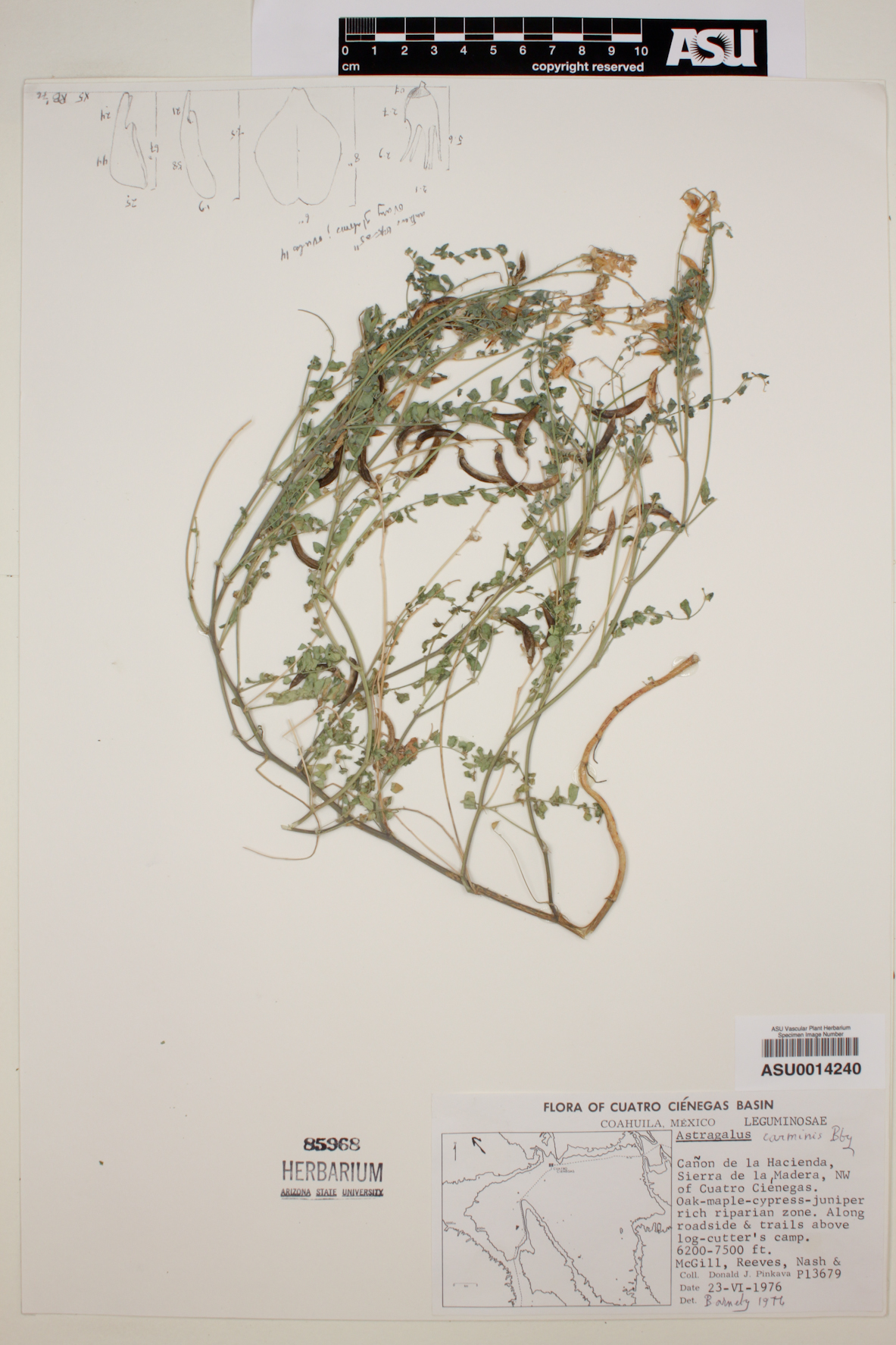 Astragalus carminis image