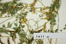 Astragalus carminis image