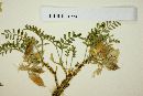 Astragalus circumdatus image