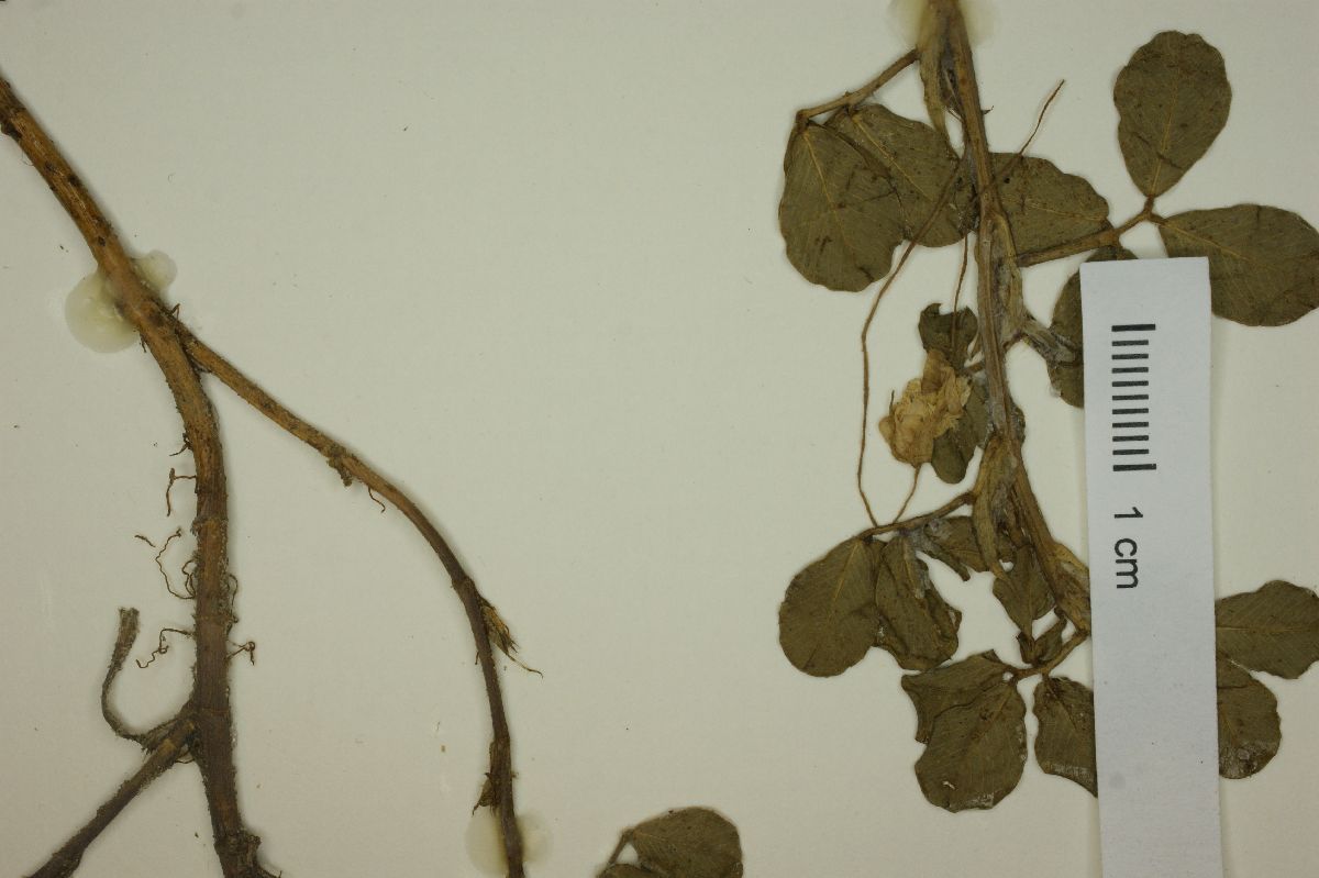 Arachis stenosperma image