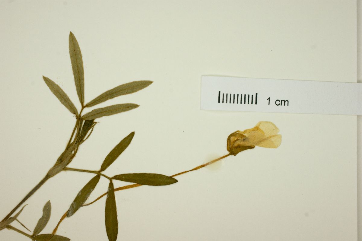 Arachis subcoriacea image