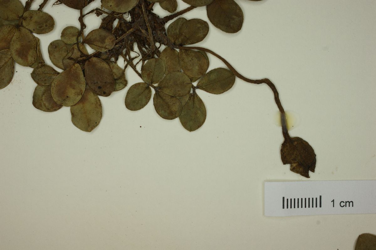 Arachis burkartii image