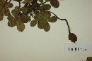 Arachis burkartii image