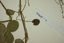 Arachis dardani image