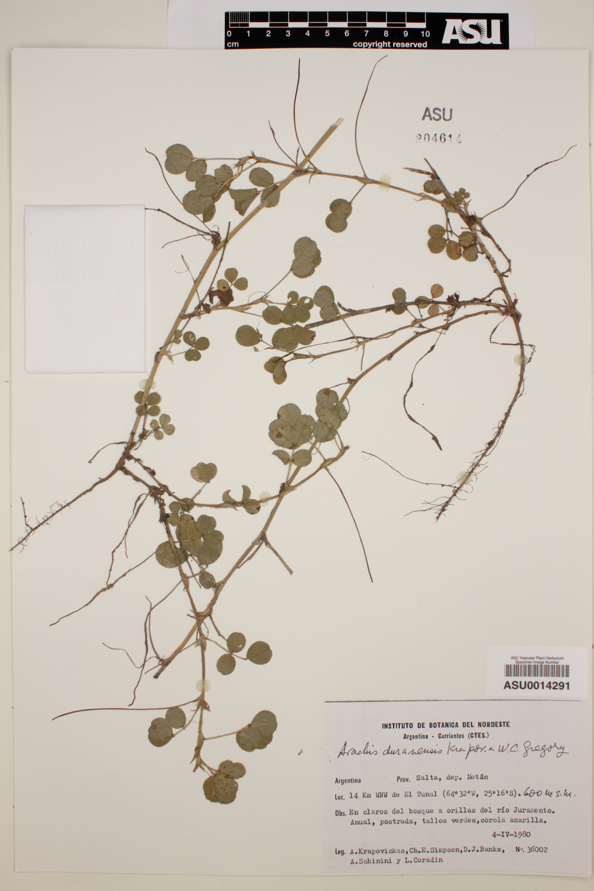 Arachis duranensis image