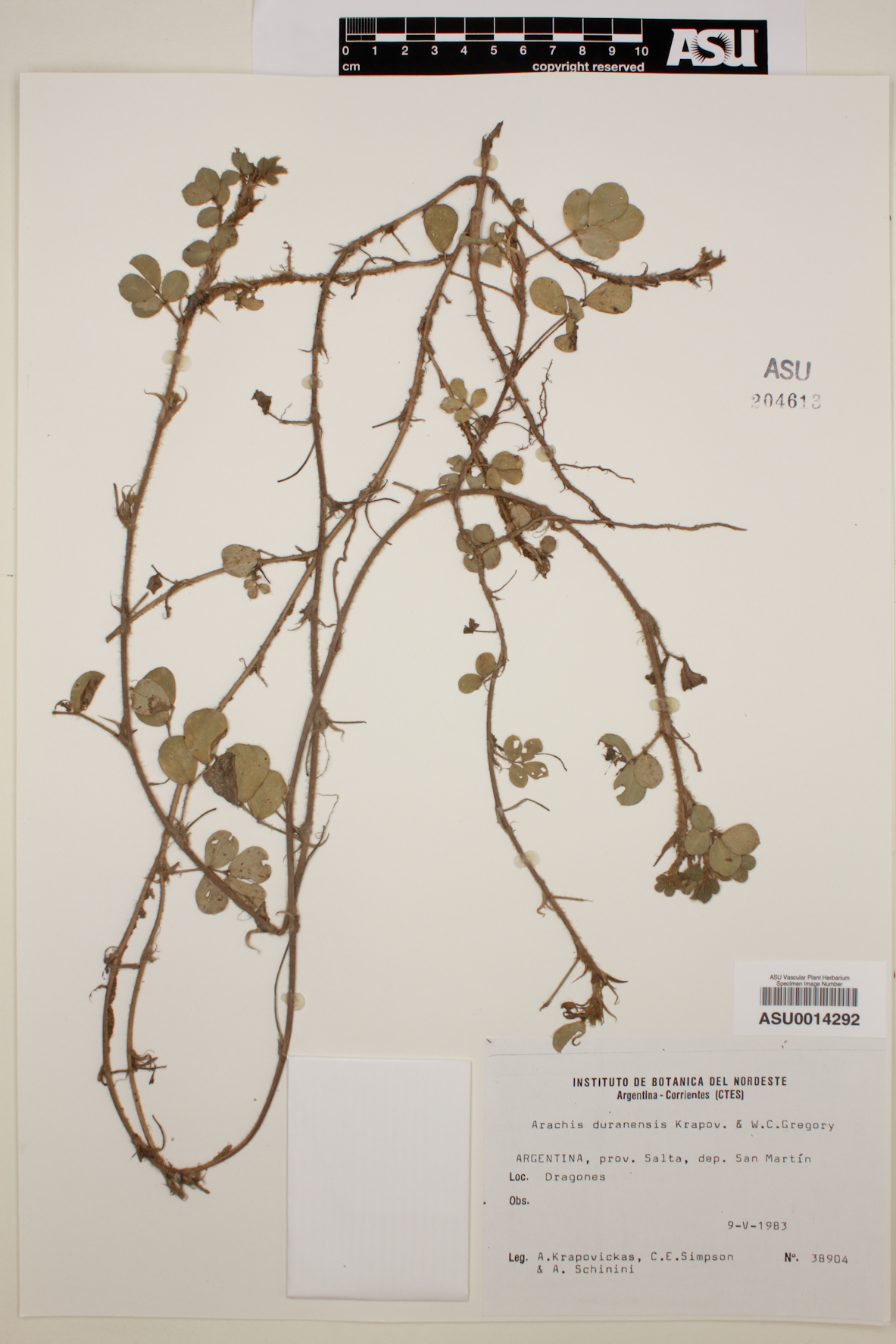 Arachis duranensis image