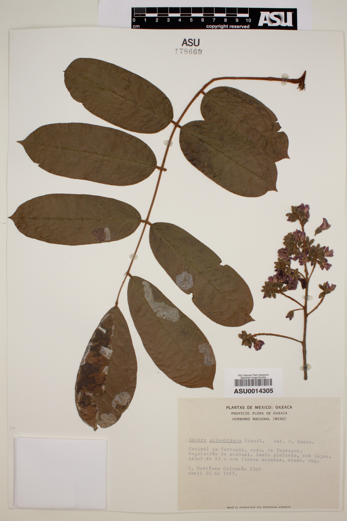 Andira galeottiana image