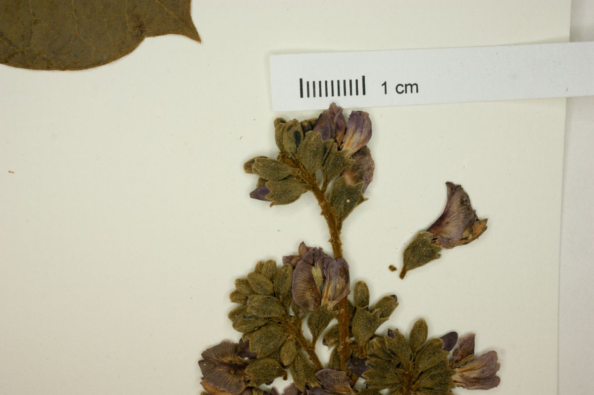 Andira galeottiana image