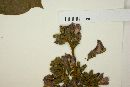 Andira galeottiana image